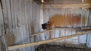 1 октября, пробуем ячмень