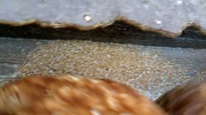 Кормление курочек 1 октября 2025