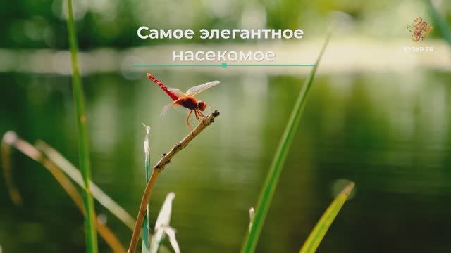 Самое элегантное насекомое | Чудеса сотворения. Мир насекомых