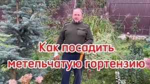 Посадка метельчатой гортензии.