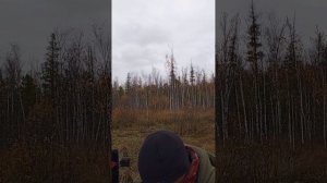 продолжаем испытывать болотоход полнопривод на болоте #болотоход #бездорожье