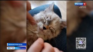 30 сентября отмечается День мурлыканья и потягивания