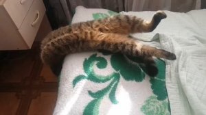 Кот утекает