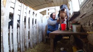 Как такое могло произойти?А что ТАКОЕ возможно?Деревенский день,Она все испортила сбила все планы