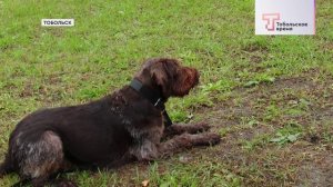 ГАВ-ГАВ ПАРК