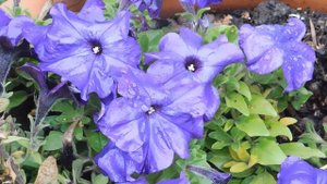 29=09=2025  ПВН  КМР . ОСЕНЬ .ДОЖДЬ.  MP4 (196)