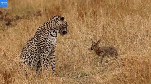 Леопард решил подружиться с добычей? Два леопарда охотятся на антилоп!