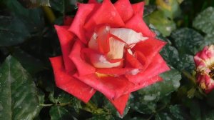 27=09=2025 КРАСНОДАР . ПАРК СЕРГЕЯ ГАЛИЦКОГО. ДЕНЬ ГОРОДА. 232 ГОДОВЩИНА. JPG (99)