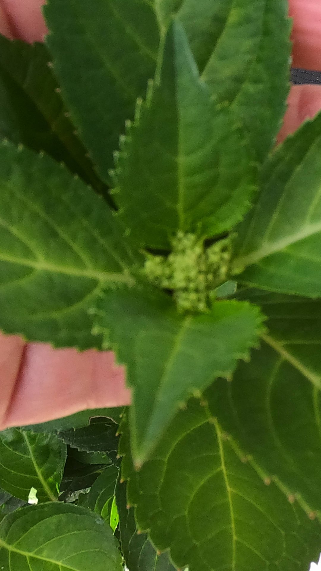 Как укрыть крупнолистные гортензии в горшках на зиму?