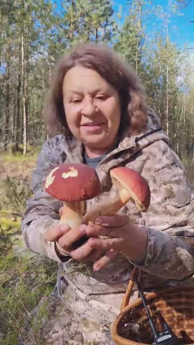ГЕШТАЛЬТ ЗАКРЫТ, грибы существуют. БОРОВИК СОСНОВЫЙ (Boletus pinophilus) смотреть онлайн