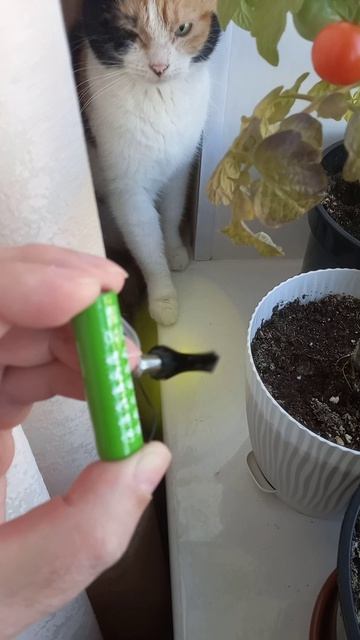 Кошка любопытная и электро мотор с пропеллером