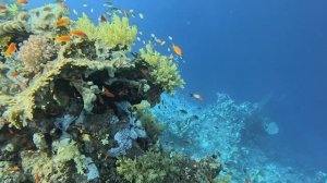 Шарм-эш-Шейх Reef Oasis Blue Bay Resort