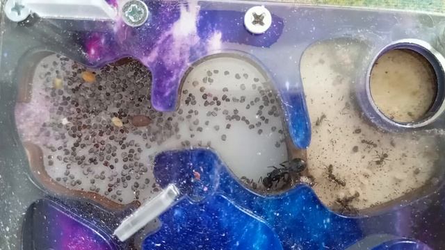 добейте 5 подпищиков