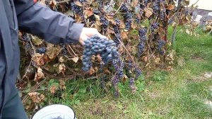 Собираем виноград.