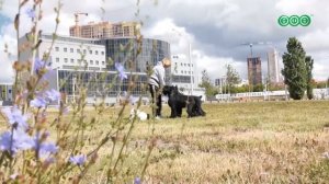 В Башкирии начали тестировать электронный реестр для обязательной идентификации собак