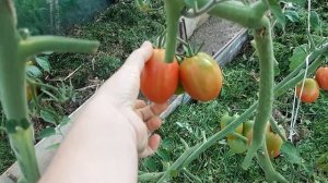 Высокорослые томаты