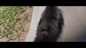 Мы идём гулять с собакой! | 3-июн-2024