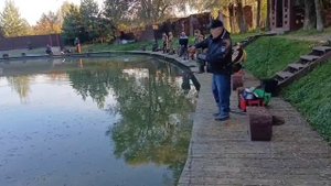 Новая партия форели активно проявляет себя на водоёме.