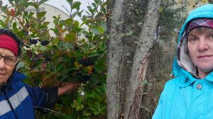 Наконец-то посадили чеснок 🧄.