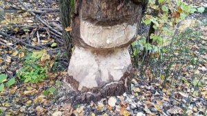 БОБРЫ 🦫 РУБЯТ ЛЕС. ДИКАЯ ПРИРОДА 🌳