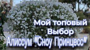Алиссум Snow Princess