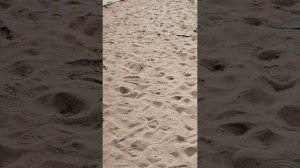 Алиса стар 🦊