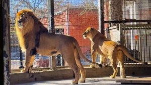 В тесноте да не в обиде. Челябинский зоопарк