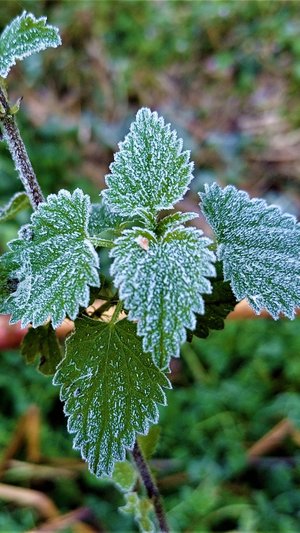 Первые заморозки.