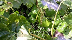 Фрагмент полива тыквы сорта "Богатырская Сила"