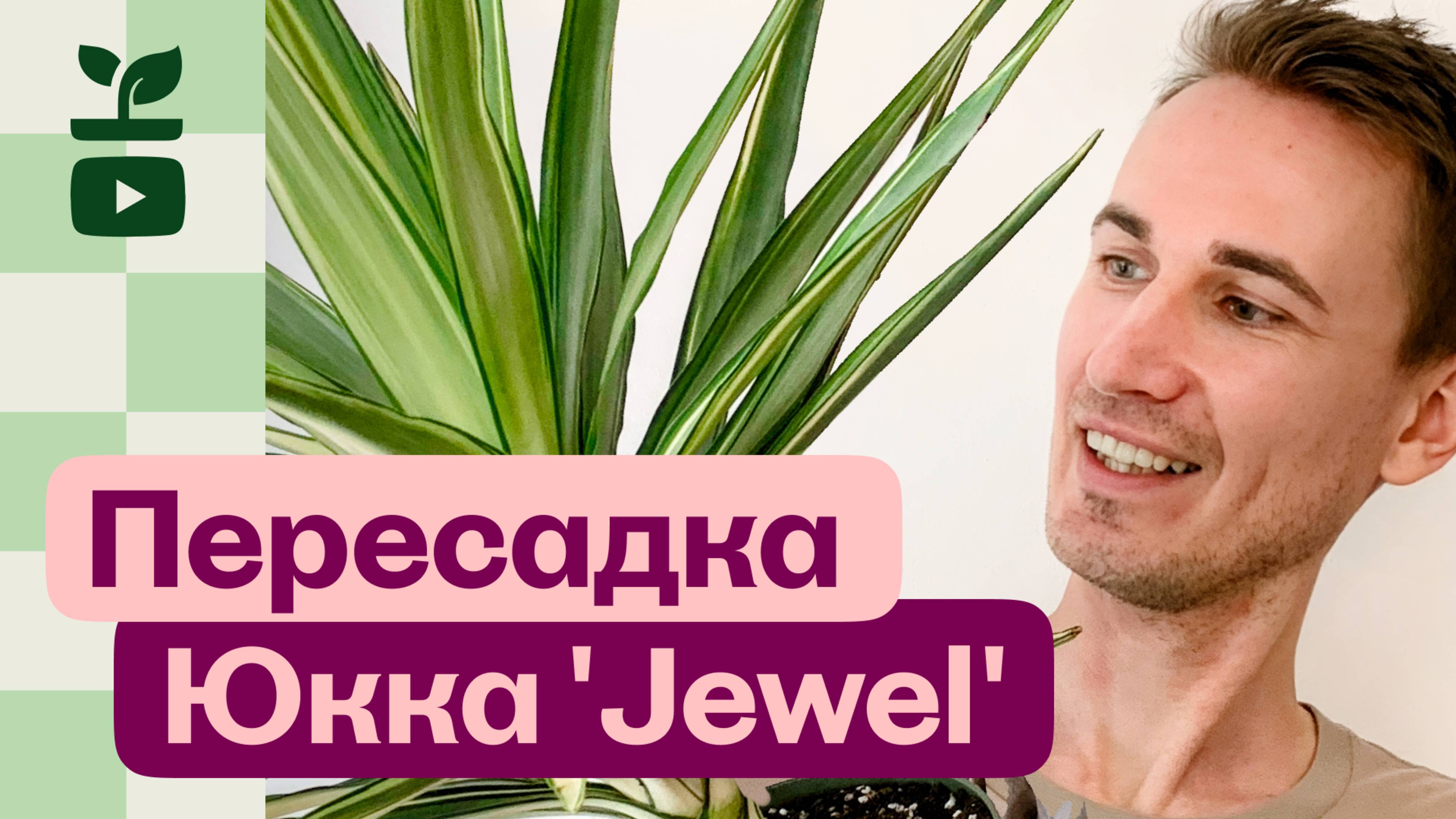 Моя новая Юкка драгоценность yucca elephantipes 'Jewel'