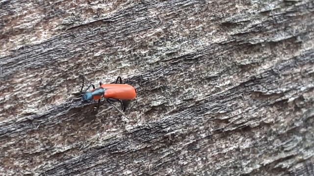 жук малашка