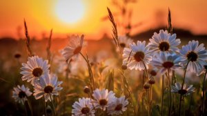 Любит-не любит