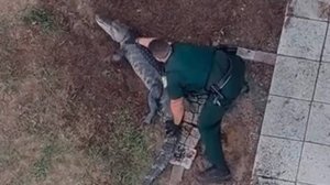 Эпичная схватка полицейского с аллигатором во Флориде