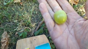 Гф Боцман селекции Калугина В. М с крупной гроздью и хрустящей ягодой.