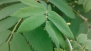 Цветет рябина