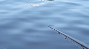 ЁРШ ОКУНЬ ТАКТИКА ЛОВЛИ НА ФИДЕР