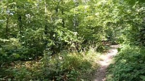 Огород/малина и калина/через нас проложили трассу самолёты?/находки в лесу/