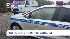 В Приморье задержали убийц амурского тигра