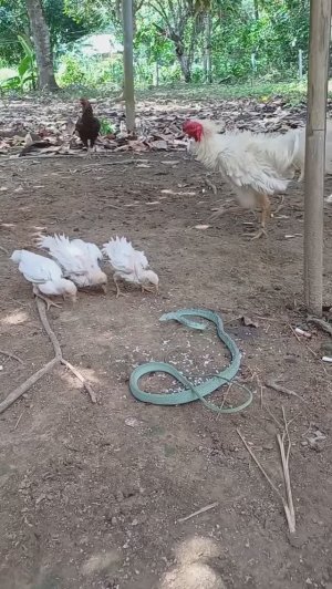 Курицы и змея! ШОК!