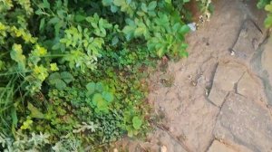 VLOG. Моя толстенькая муха. Первый чизкейк от Вики. Очень вкусные креветки