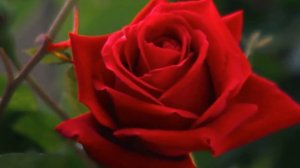 МЕЛОДИЯ ДЛЯ УСПОКОЕНИЯ И РЕЛАКСАЦИИ