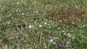 Лето в горах Дагестана, до сенокоса, красивые горы поля пейзаж классный и шум ветра