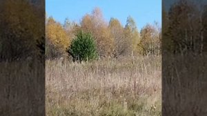 Осенняя природа.