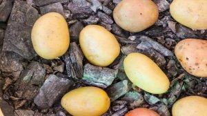 Картошка печеная в золе