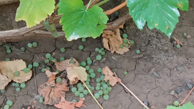 к-ш Ромулус селекции США на 30.09.2025 года