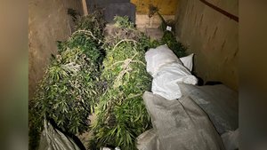 Чудо поляна