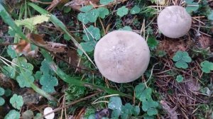 Повезло найти грибы рядовки-говорушки дымчатые в лесу Телеши.