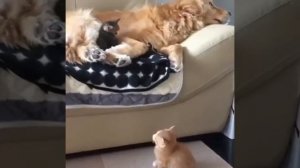 Устроились уютненько ❤️