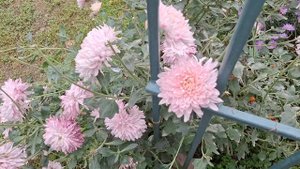 мой маленький, маленький сад