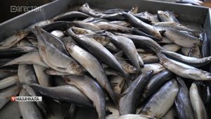 Утвержден план мероприятий по увеличению потребления отечественной рыбной продукции